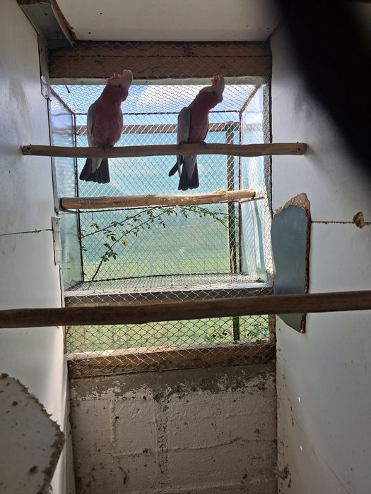 Cauta alta casa  papagali Jaco african, Amazon fruntea albastra, Roze Kakadu, Mare Alexandru