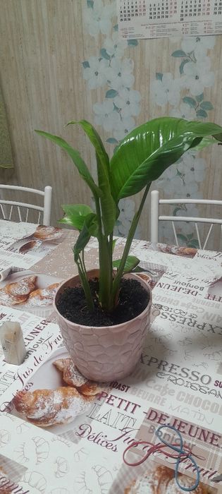 Цветы комнатный,цены разные.