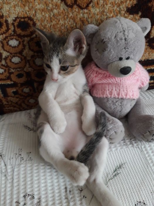 Котята в добрые руки.