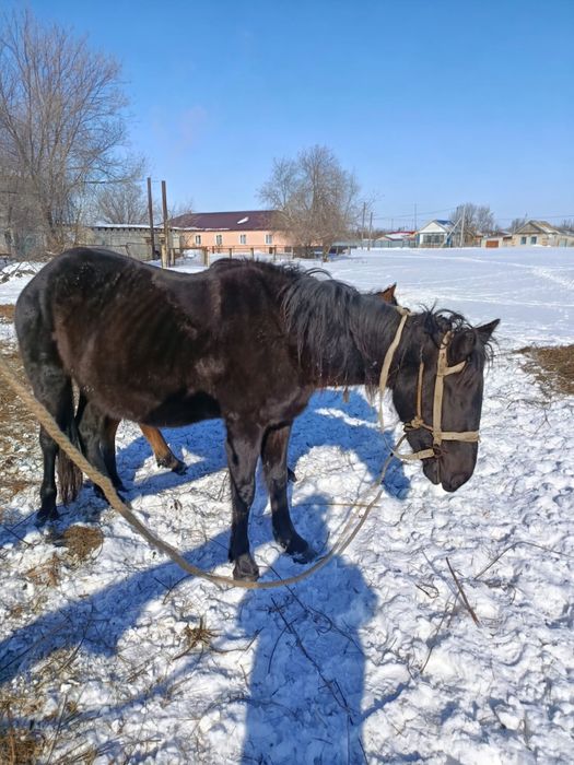Продам Кобылу.