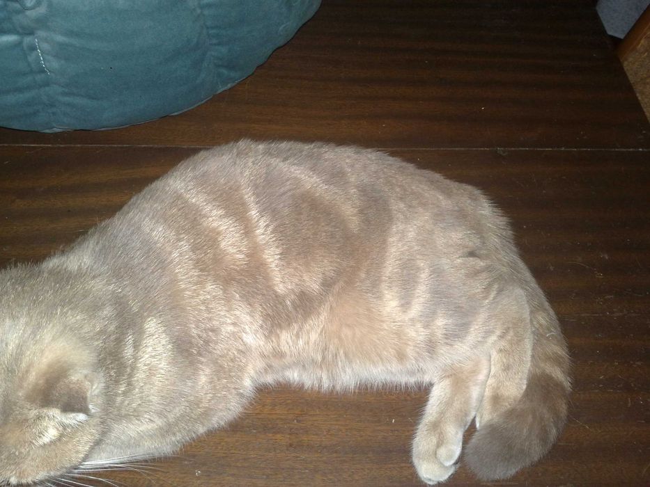 Кошка скотиш фолд, шиншила 1 годик