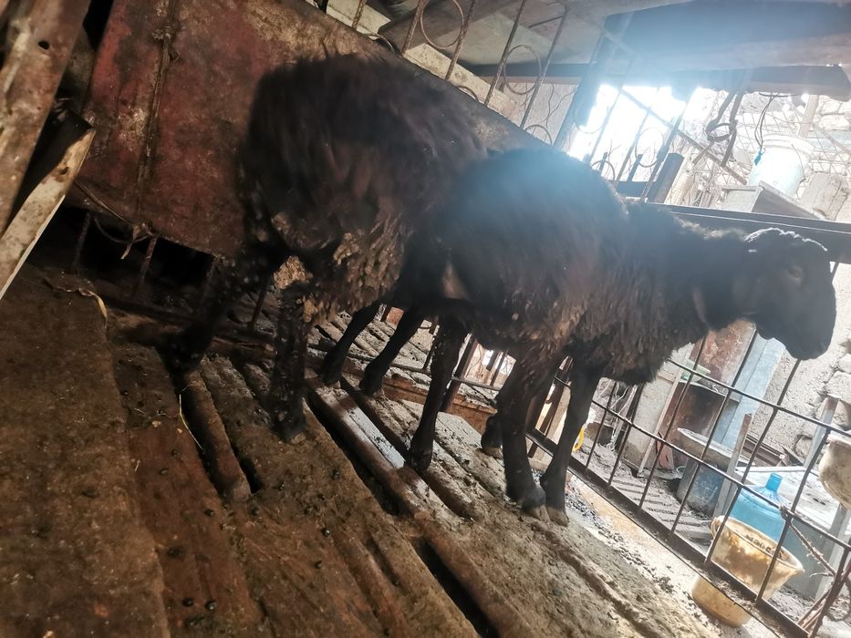 Кучкорлар сотилади