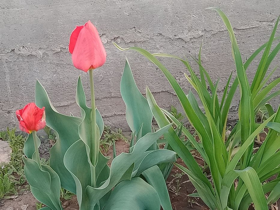 Продам дом частный с большим двором