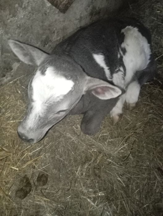 Продам недельную телочку