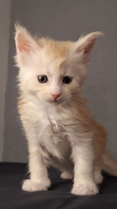 Рассрочка/ эксклюзивные котята мейн кун