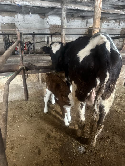 Сауын сиыр сатылады