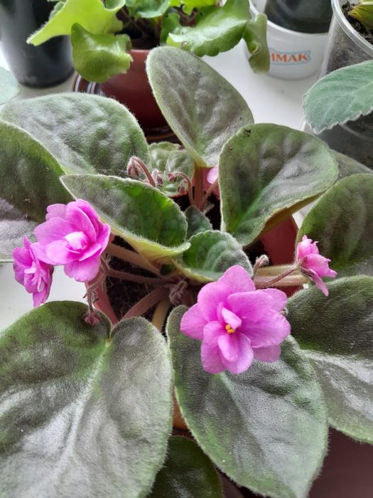 Герань белая на цвету