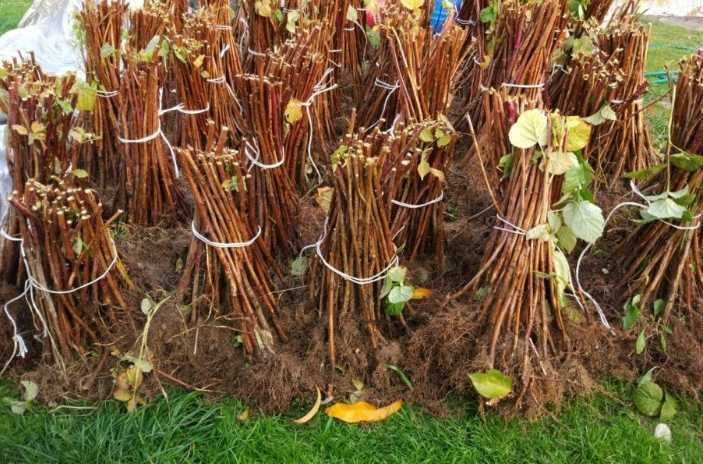 butasi zmeura rubin,cayuga,,Polka butasi mur anul 2 -50+25 gratis