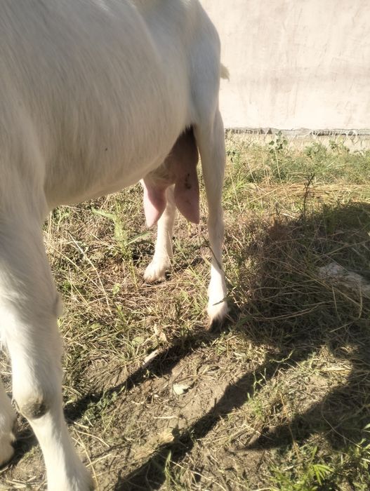 De vânzare capră sannen gestantă