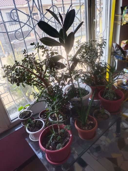 Продам комнатные цветы