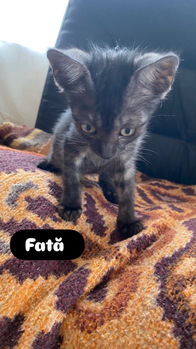 Adoptie pisicute