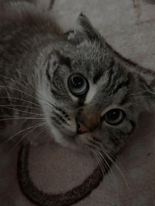 Скотиш фолд кошка