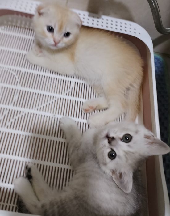 Котенок шиншилла серебристый