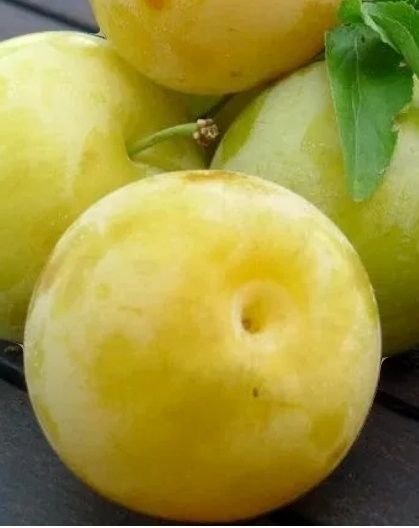 Prun (Soiul Hekman Alb )