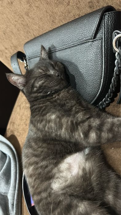 Отдам кошку в добрые руки