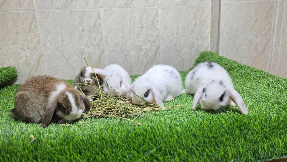 Карлик қуён баран