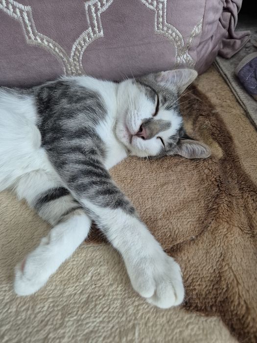 Отдам  котят  бесплатно
