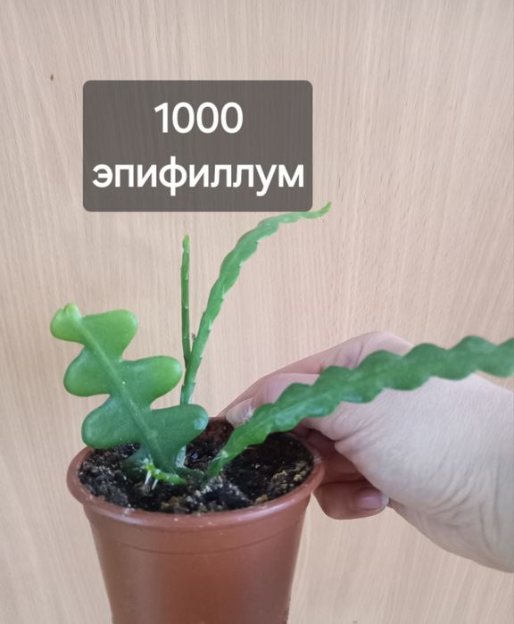 комнатные растения