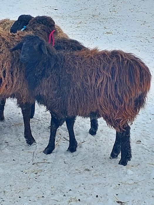 Продам баранов (овцематки)