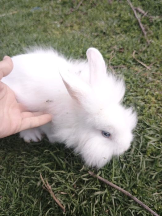 Iepurași cap de leu