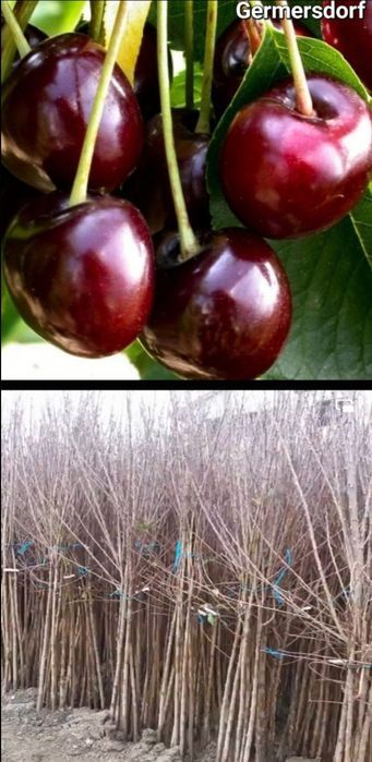 Pruni-pomi fructiferi