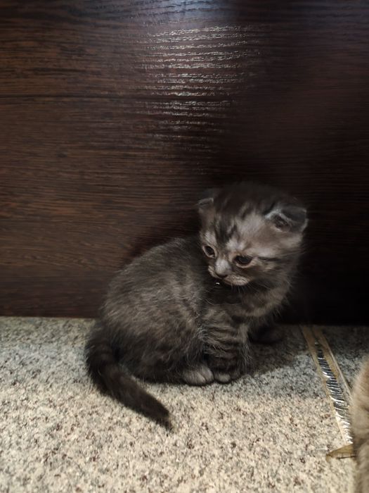 Вислоухие котята