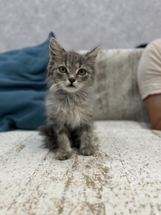 Отдам котенка в добрые руки
