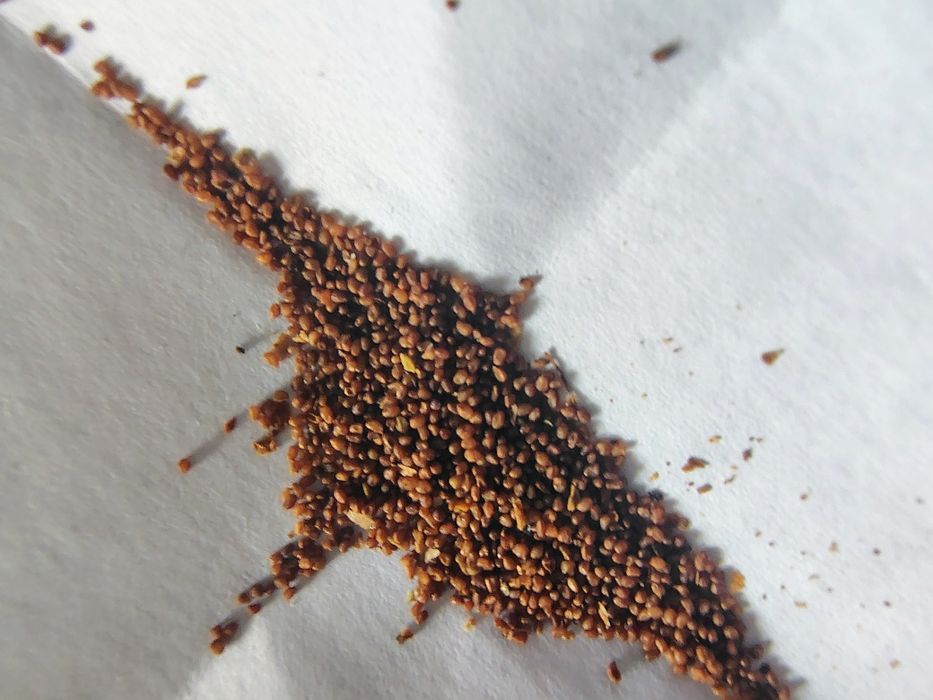 Seminte de tutun Golden Virginia