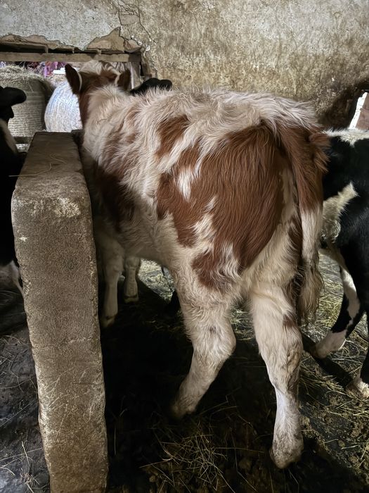 Vand o vitea si un tauras