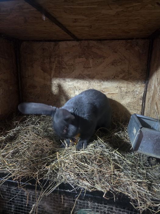 De vanzare Fluture german albastru