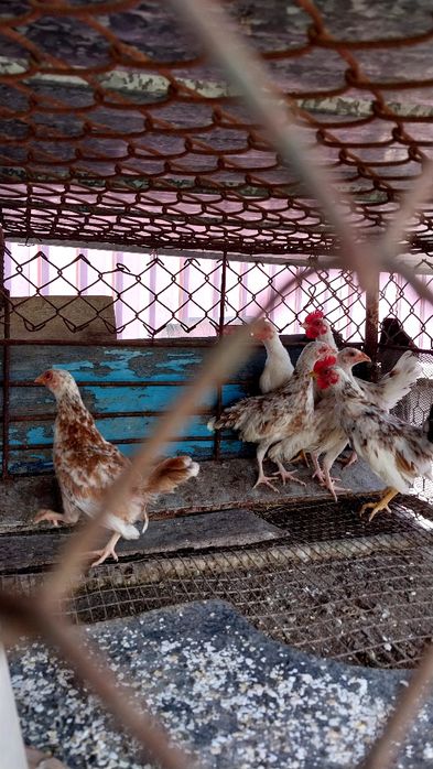 Цыплята декоративные