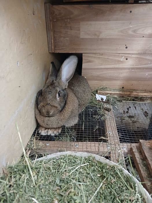 Кролики великан гибрид