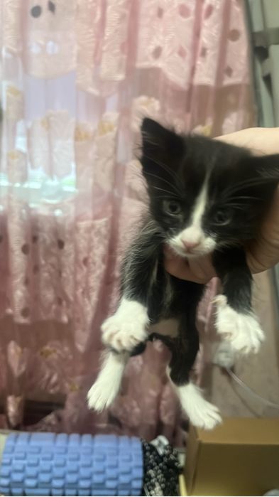 КОТЯТА отдаю  Шымкет