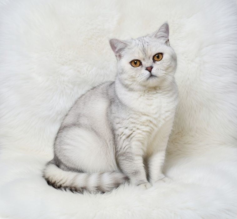 Кошечка британская шиншилла серебро стерелизованная привитая 2 года