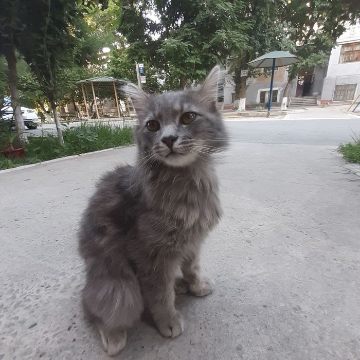 Хадияга яхши колларга