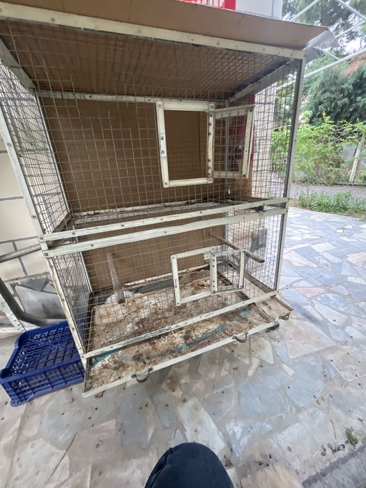 Quyon Sotiladi 1 Ogʻil 1 Qiz In alohida sotiladi