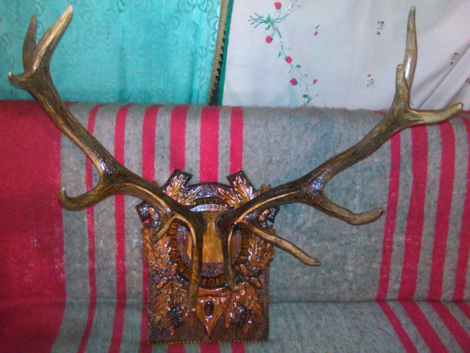 Coarne de cerb pe panoplie