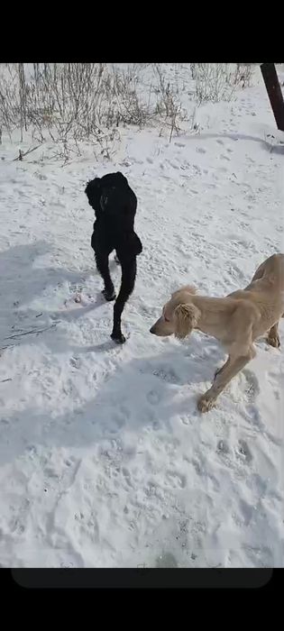 Қаны таза Тазы...