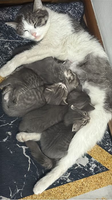 Отдам котят бесплатно.                                             ))