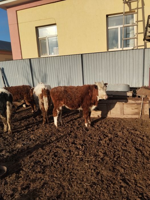 Семиз еркек баспактар