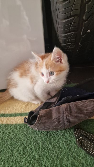 Отдам котенка в добрые руки