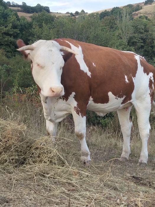 Vaci de vânzare bălțată romaneasca