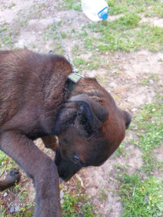Отдам даром щенка мальчик смесь лабрадора