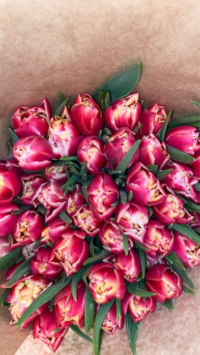 Оптом Голландские тюльпаны