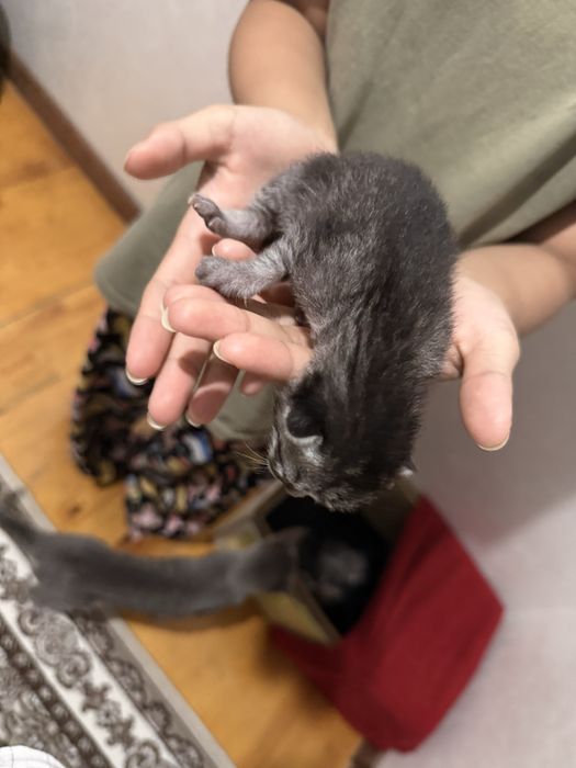 Кошки есть одна неделья