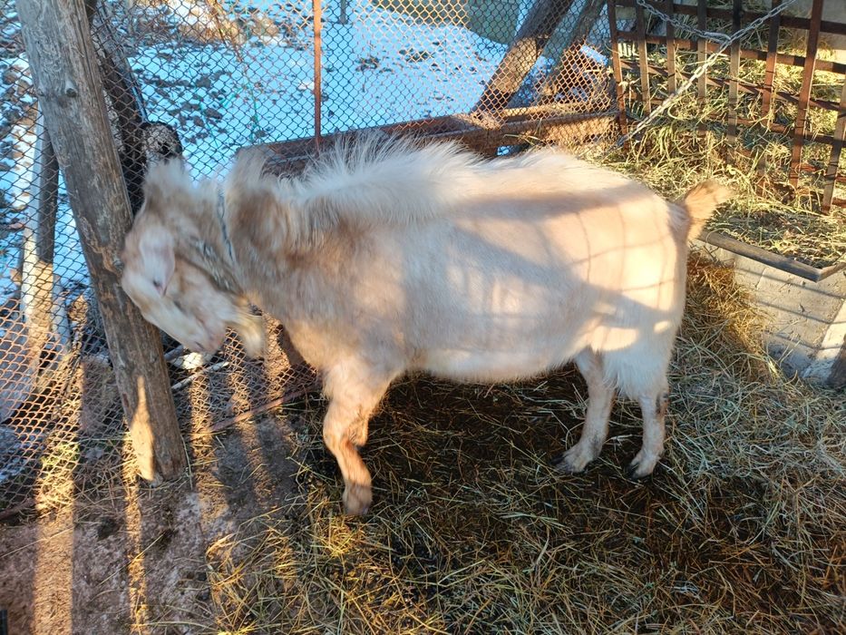 Țap de vanzare - 900 lei