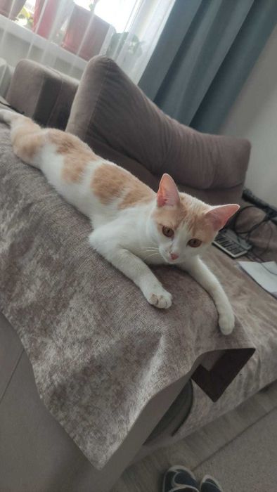 Отдам ласковую кошечку