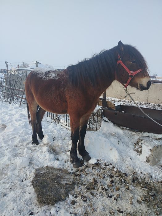 Продам жеребца 8лет