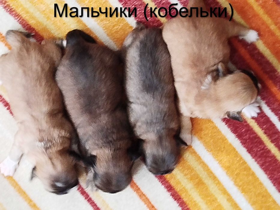 Бронирование щенков породы «Пекинес»