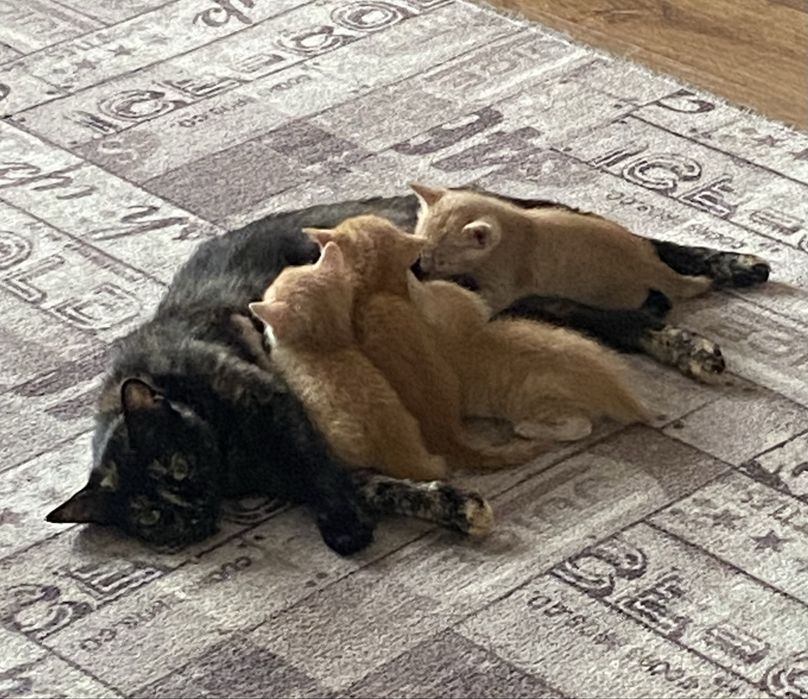 Отдам котят в добрые руки